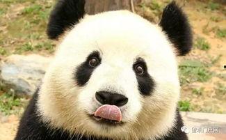 西安熊猫爆料事件最新,真相与争议交织的舆论漩涡 第3张 西安熊猫爆料事件最新,真相与争议交织的舆论漩涡 第3张
