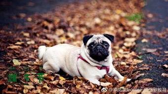 巴哥最新爆料微博,揭秘娱乐圈最新热点事件!” 第1张 巴哥最新爆料微博,揭秘娱乐圈最新热点事件!” 第1张